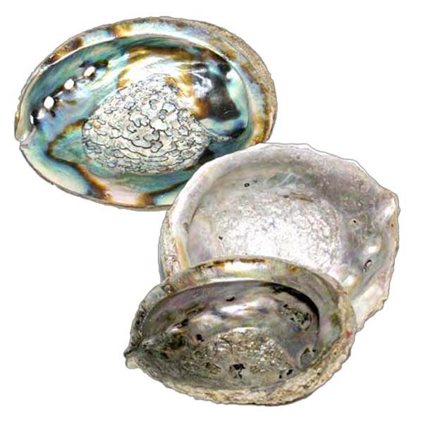Abalone Shells